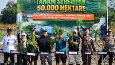 Wakil Bupati Berau Gamalis menghadiri Gerakan Tanam Padi Serentak 50.000 Hektare di Kampung Melati Jaya, Kecamatan Gunung Tabur, Jumat (31/7/2026).