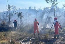 Petugas sedang memadamkan kebakaran hutan dan lahan (karhutla) di Kabupaten Berau.