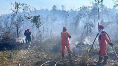 Petugas sedang memadamkan kebakaran hutan dan lahan (karhutla) di Kabupaten Berau.