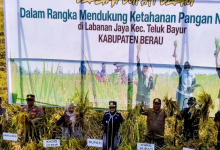 Bupati Berau Sri Juniarsih Mas dan Wakil Bupati Berau Gamalis menghadiri syukuran panen di Kampung Labanan Jaya, Kamis (20/8/2026).