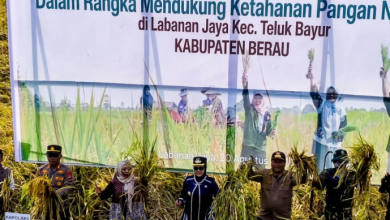Bupati Berau Sri Juniarsih Mas dan Wakil Bupati Berau Gamalis menghadiri syukuran panen di Kampung Labanan Jaya, Kamis (20/8/2026).