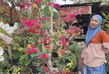 Ibu Rubainah, penjual bunga bugenvil di Jl Ruhui Rahayu.