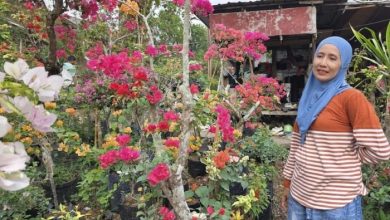 Ibu Rubainah, penjual bunga bugenvil di Jl Ruhui Rahayu.